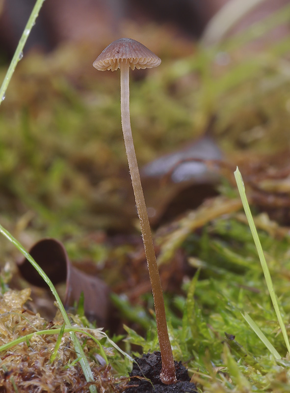 Conocybe moseri